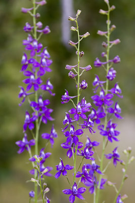 Blue Larkspur (Delphinium parryi)