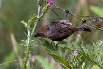 Bushtit