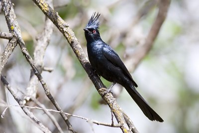 Phainopepla