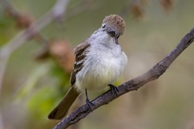 Ash-throated Flycatcher