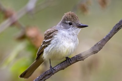 Ash-throated Flycatcher