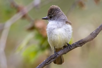 Ash-throated Flycatcher