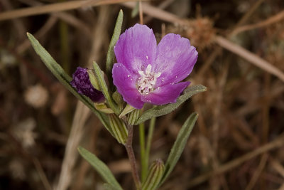 Wine-cup Clarkia (Clarkia purpurea)