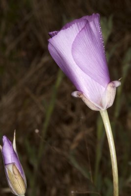 Splendid  Mariposa Lily (Calochortus splendens)