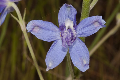 Blue Larkspur (Delphinium parryi)