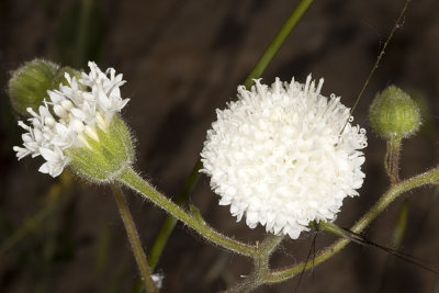 White Pincushion (Chaenactis artemisiifolia)