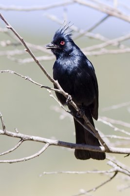 Phainopepla