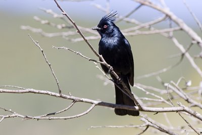 Phainopepla