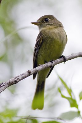 Pacific Slope Flycatcher