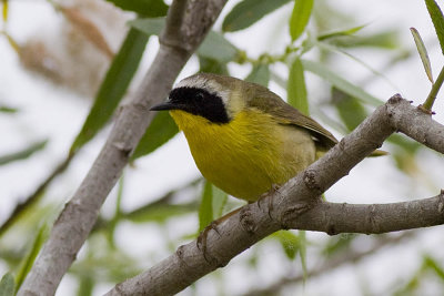 Common Yellowthroat