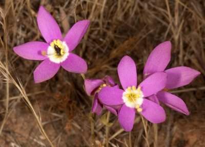 Canchalagua (Centaurium venustum)