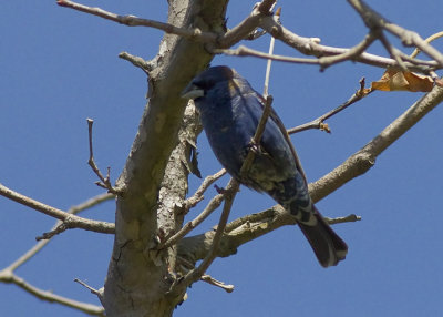 Blue Grobeak - male