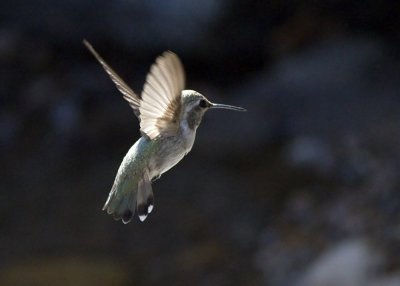 Costas Hummingbird