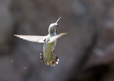 Costas Hummingbird