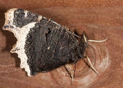 Mourning-cloak Butterfly