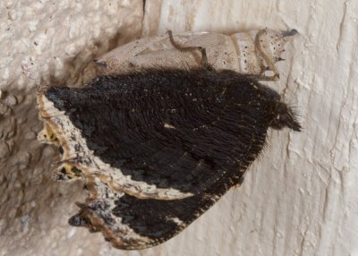 Mourning-cloak Butterfly