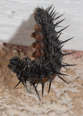 Mourning-cloak Butterfly