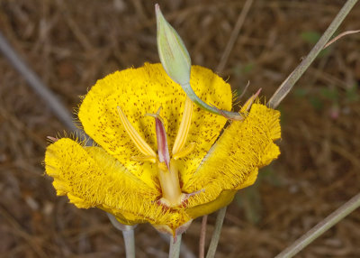 Weed Mariposa Lily (Calochortus weedii)