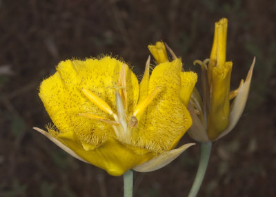 Weed Mariposa Lily (Calochortus weedii)