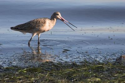 Marbled Godwit