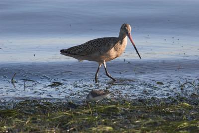 Marbled  Godwit