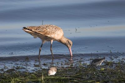 Marbled  Godwit