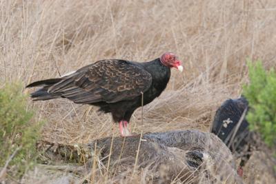 Turkey Vulture