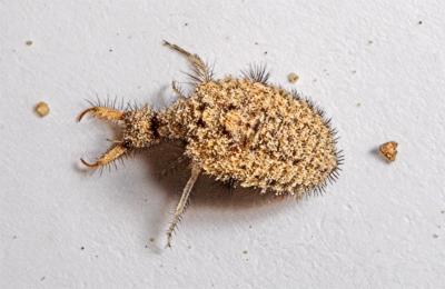 Antlion (Brachynemurus sackeni)