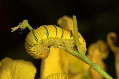 Cloudless sulphur butter caterpillar on Cassia