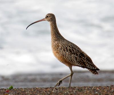 Long billed Curlew