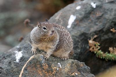 California Ground Squirrel -San Simeon