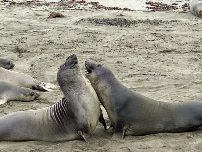 Young Male elephant Seals play fighting