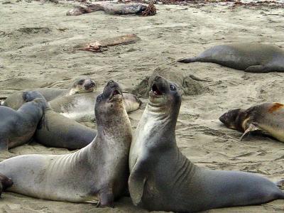 Young Male elephant Seals play fighting