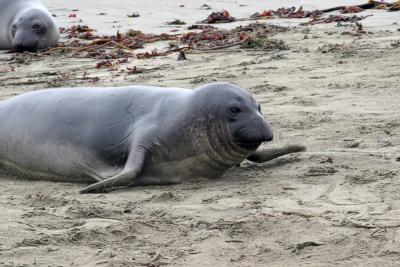 Young male elephant seal crawling