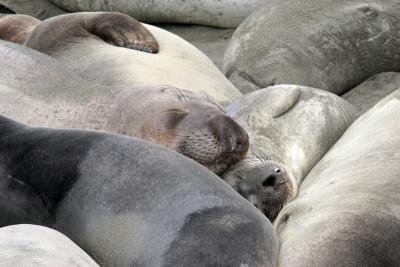 Female Elephant Seals sleeping on beach