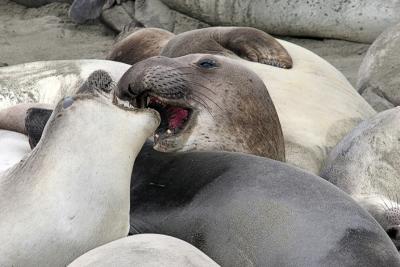 Male elephant Seals sleeping on beach