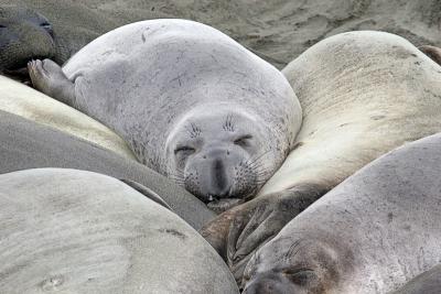 Male elephant Seals sleeping on beach