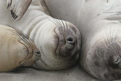 Male elephant Seals sleeping on beach