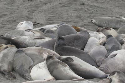 Male elephant Seals sleeping on beach