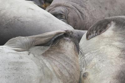 Male elephant Seals sleeping on beach