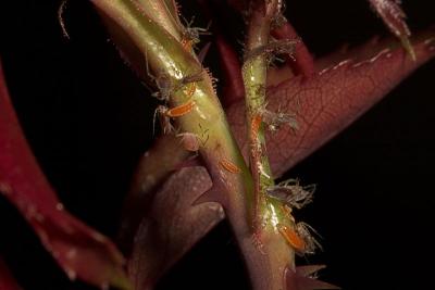 Rose aphid  (Macrosiphum rosae)