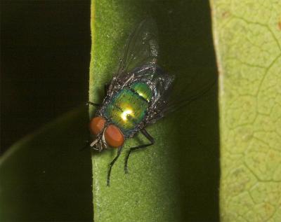 Oriental Latrine Fly (Chrysomya megacephala)