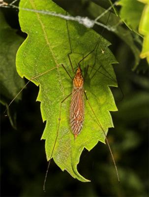 Small Cranefly