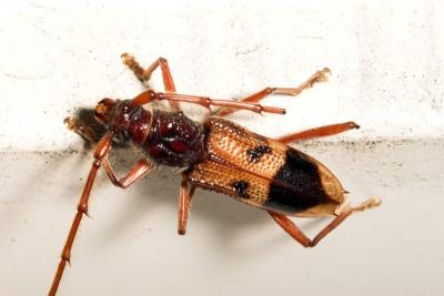 Eucalyptus Longhorned Borer (Phoracantha semipunctata)