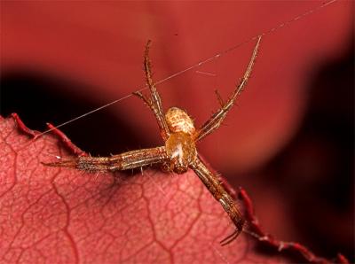  Orb Weaver