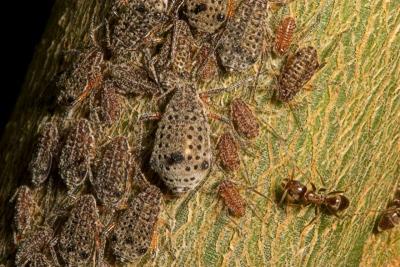 Giant Bark Aphid (Longistigma caryae)