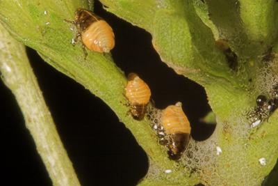 Spittle Bug  (Clastoptera juniperina)