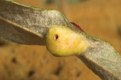 Wasp gall showing emergence hole
