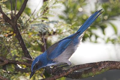 Western Scrub Jay