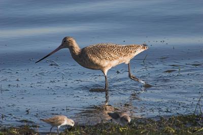 Marbled Godwit